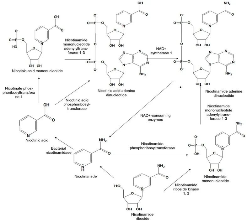 古特生物 古特生物