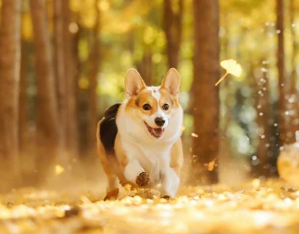 古特生物 PQQ:改善認知與運動能力