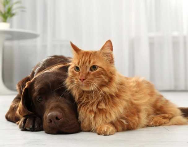 SAMe改善肝臟健康