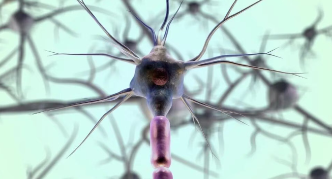 多靶點協(xié)同的調(diào)控網(wǎng)絡(luò)